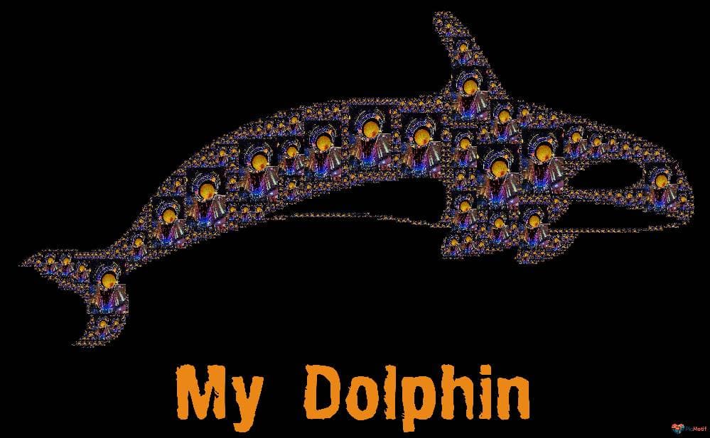 New Dolphin